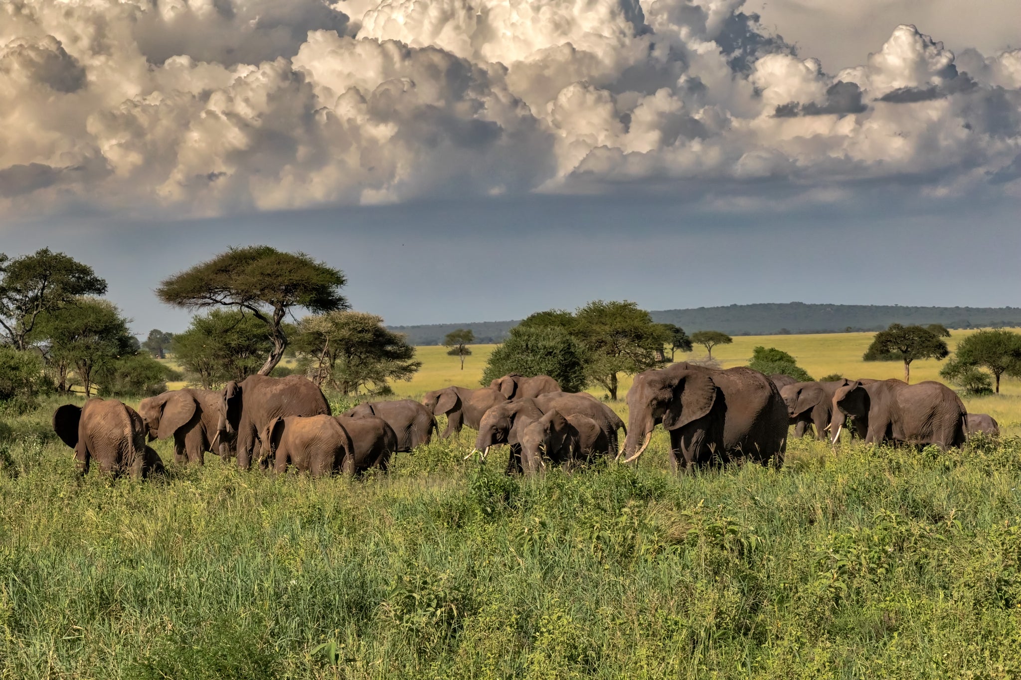 Southern Circuit Safari
