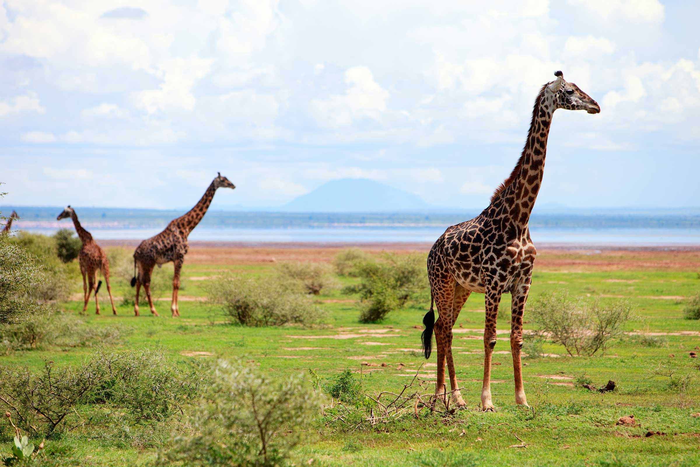 Safari & Zanzibar