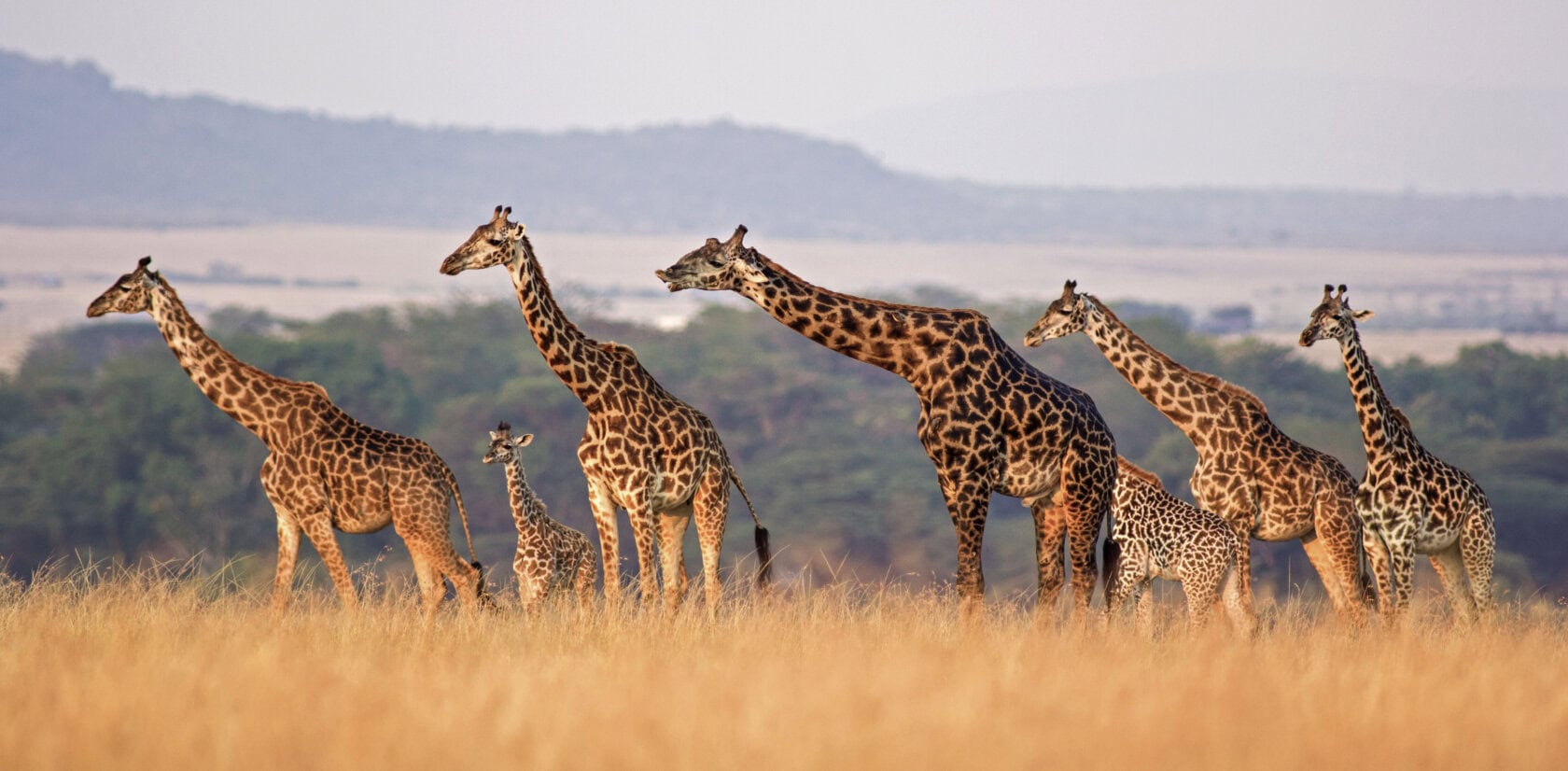 Serengeti Migration