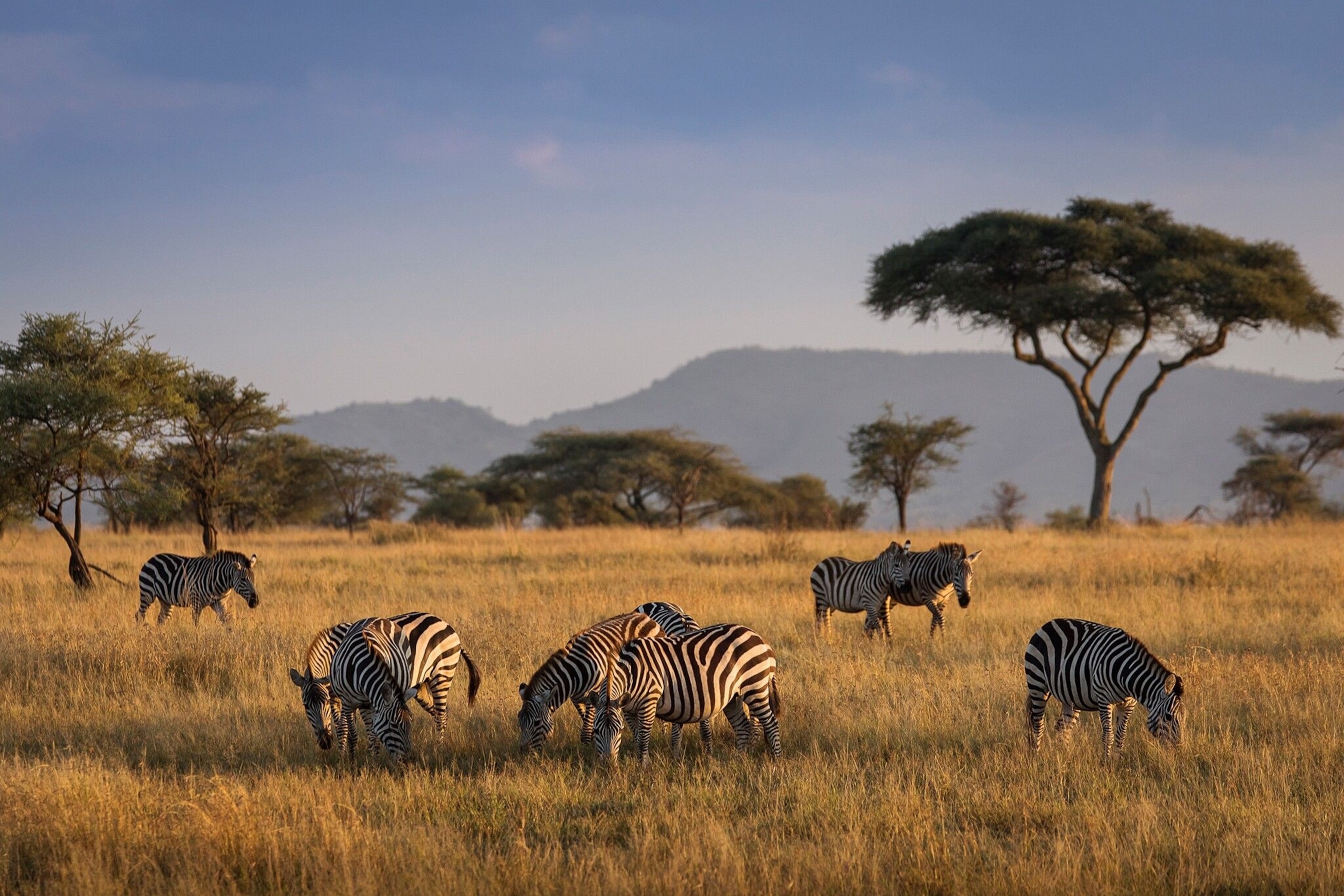 Serengeti — Full Day Game Drive