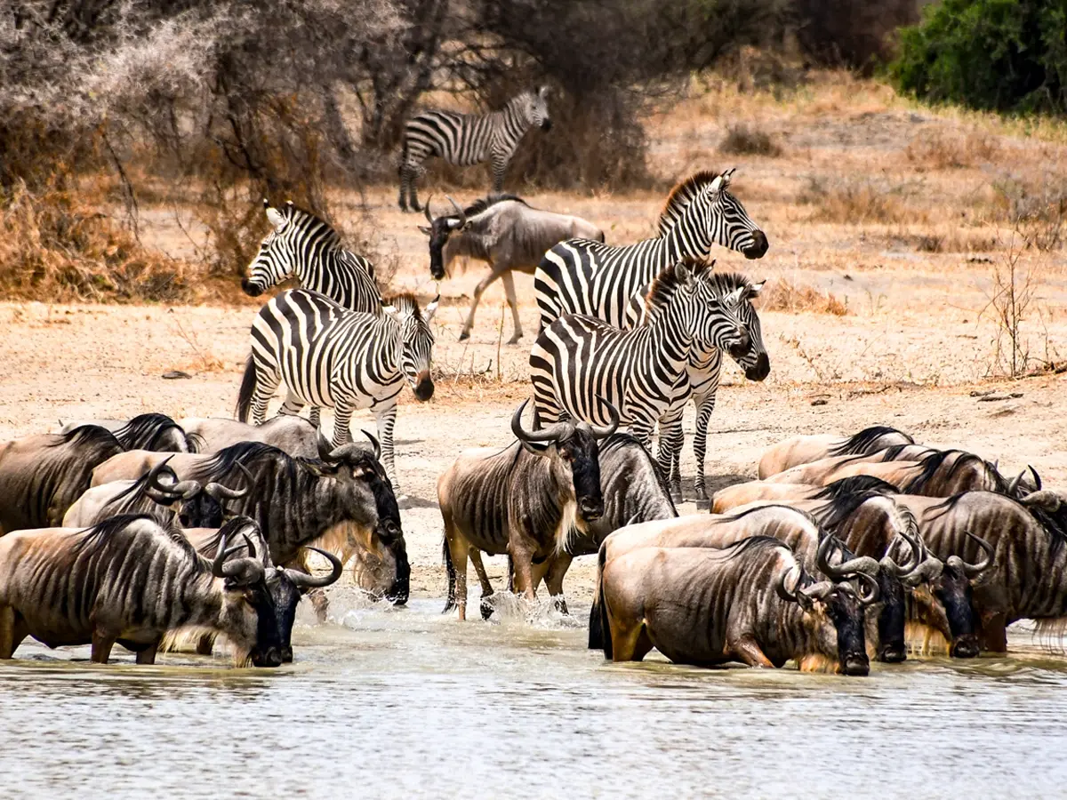 The Great Migration Herds