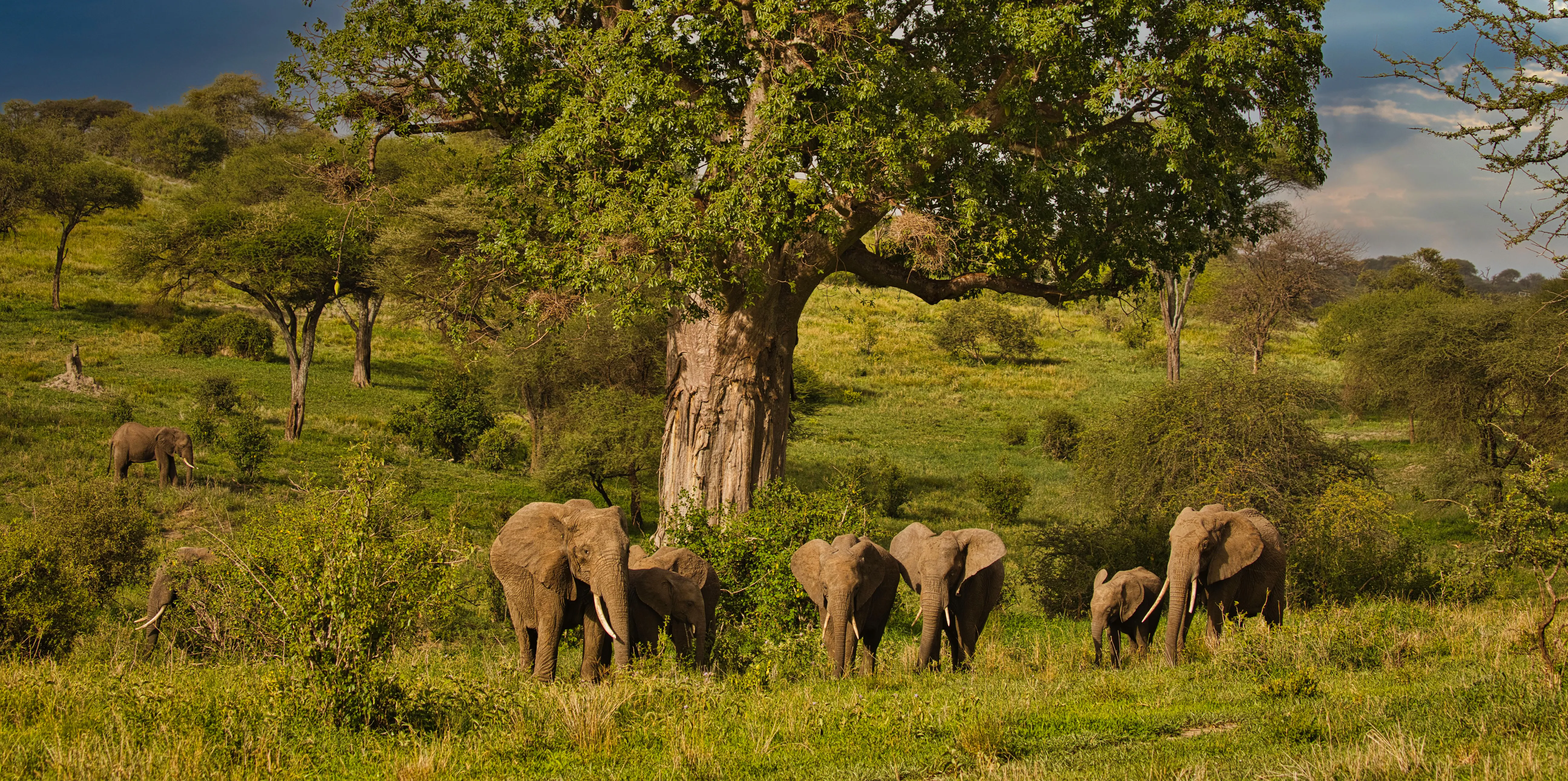 Tarangire Safari